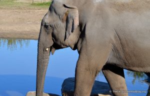 Forest Elephants In Danger With New Roads In Africa