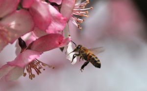 Colony Collapse Disorder: Past, Present, Future