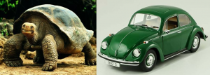 Cars and Their Animal Look-Alikes