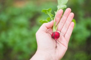 The Health Diary – Environmental Impact on Food Growth