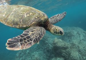 Ocean Animal Extinction: How Can We Help?