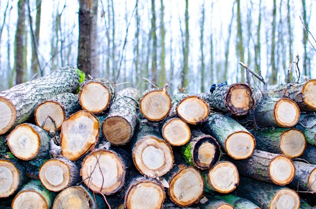 10 Major Mistakes to Avoid When Cutting Trees The Environmental Blog