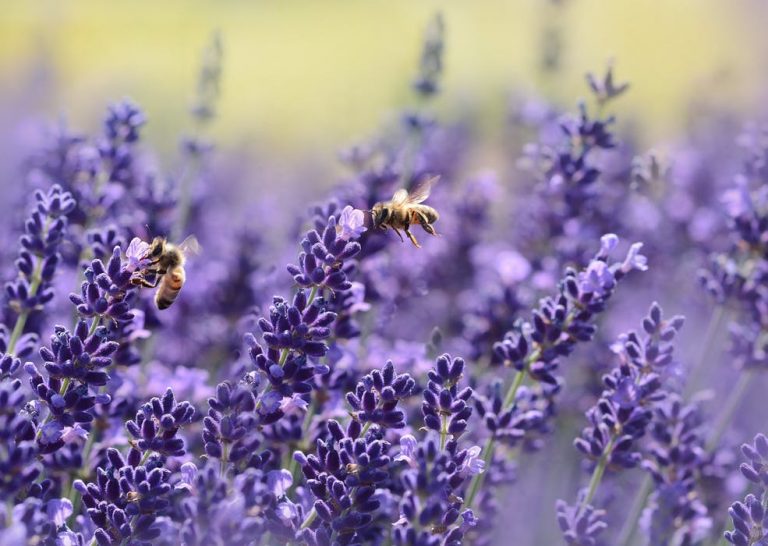 Protecting the Bees:  What’s All the Buzz About?