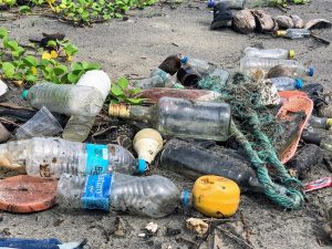 Three Ways Plastic Pollution Impacts Land and Ocean Animals