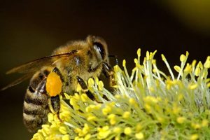 How Honey Bees Help Humans