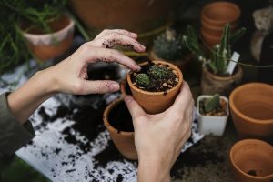 The Best Vegetables for a Beginning Gardner