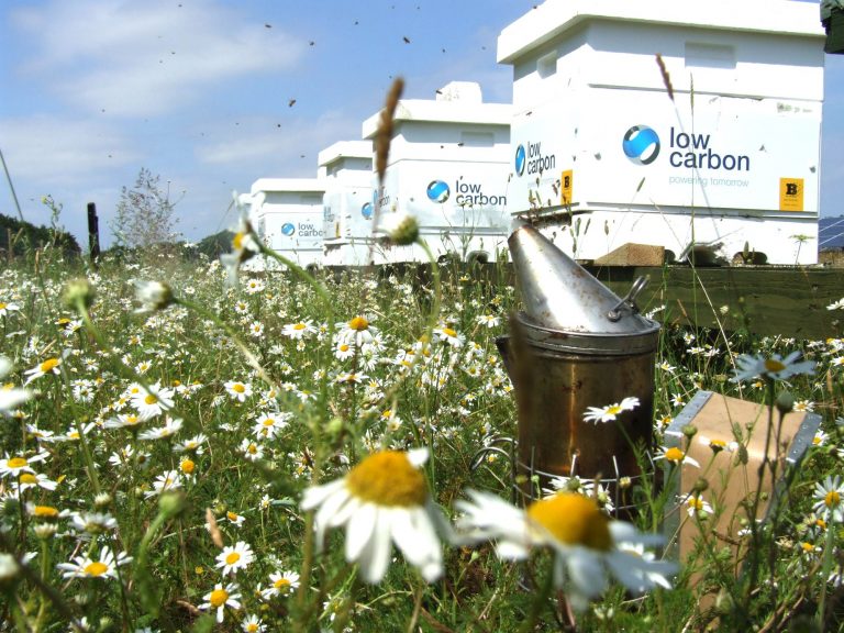 Low Carbon’s bid to save the honeybee