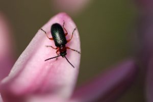 Why Australians are starting to prefer eco-friendly pest control companies