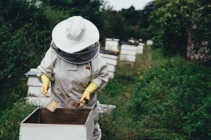 How to Help Save Local Honeybees