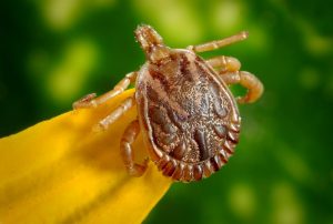 How to Get Rid of Ticks in the Yard?