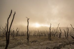 The Environmental Effects of Natural Disasters