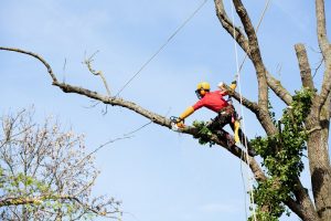 8 Sustainable Benefits of Professional Tree Trimming