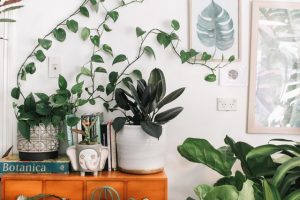 Discover The 5 House plants that flourish in Low light