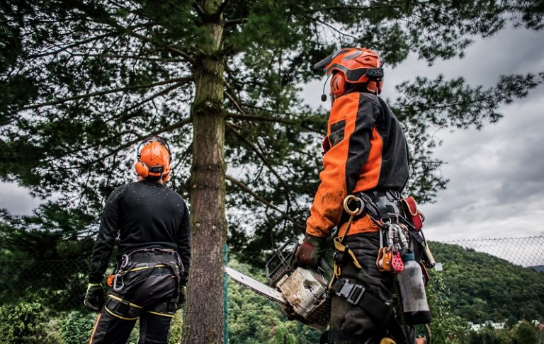 What Is An Arborist And When You Should Hire One