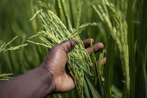 Sustainable Rice Farming: Balancing Productivity with Environmental Impact