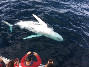 Embarking on Ethical Adventures: Whale Watching in Kaikoura, New Zealand