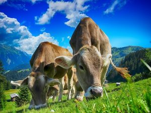 Key Investments for Efficient Farm Management: Boosting Your Bottom Line