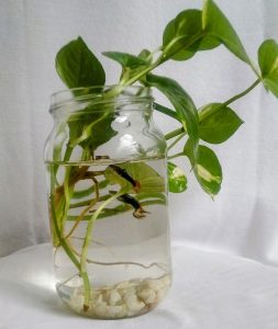 DIY Aquarium for Mosquito Prevention – Simple and Eco-Friendly