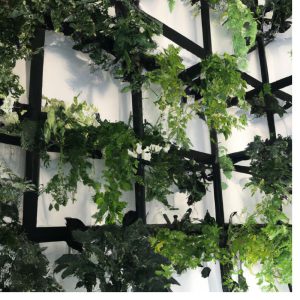 Indoor Plant Trellises Beginner’s Guide