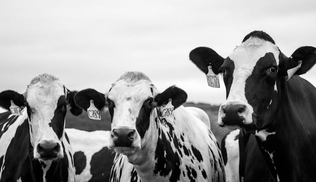 The Ultimate Guide to Enhancing Your Cow Herd: Best Practices for Breeding and Nutrition