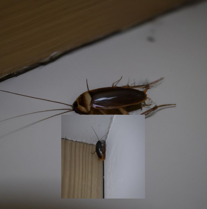 German Roaches Hide in Your Home