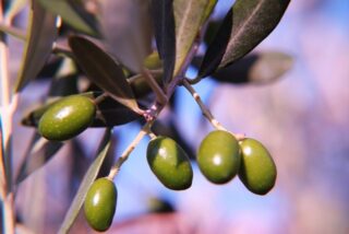 The Incredible Journey of Green Olives