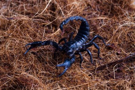 Asian Forest Scorpion: Facts, Behavior, and Care Tips