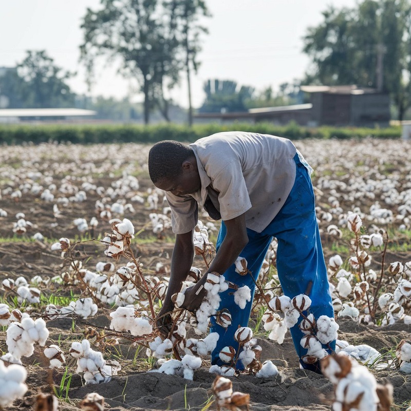 Harvesting cotton plant