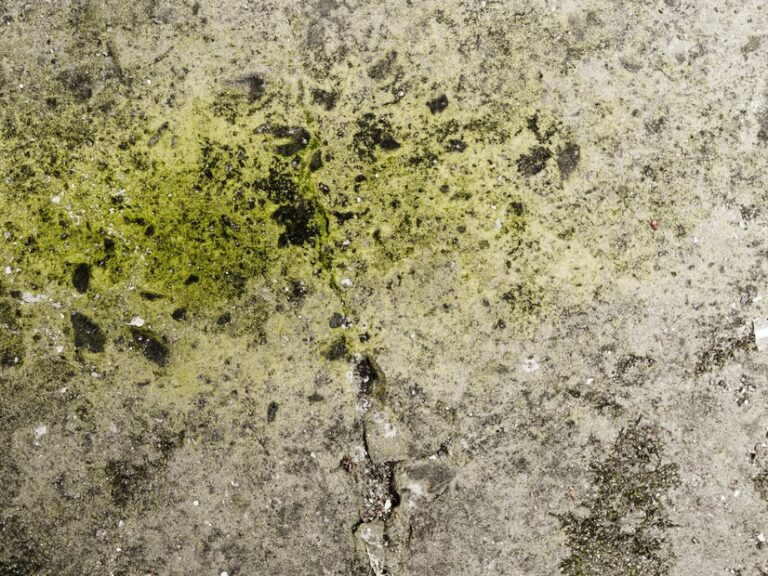 10 Warning Signs of Mold Toxicity