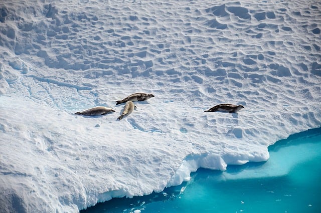 Antarctica  Seals