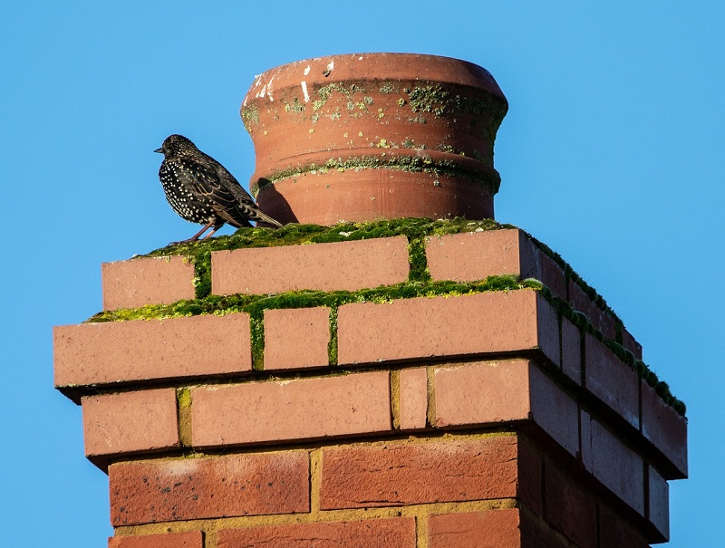 brick chimney care