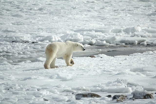 Are There Polar Bears in Antarctica? Unveiling the Mystery Of Polar Bears and Their Unique Arctic Habitat