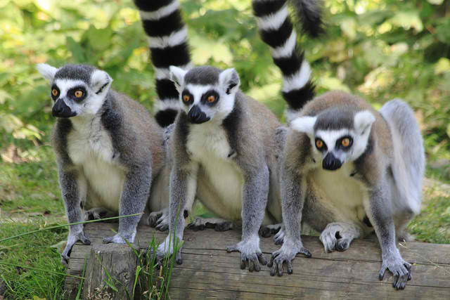 Madagascar Lemurs