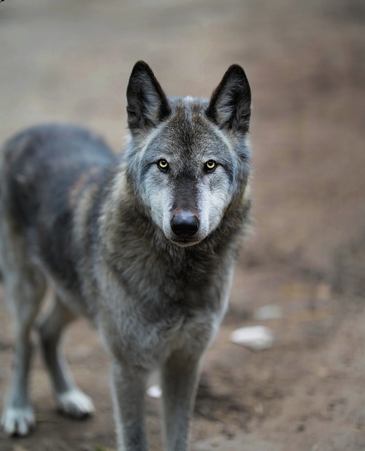 Czechoslovakian Wolfdog