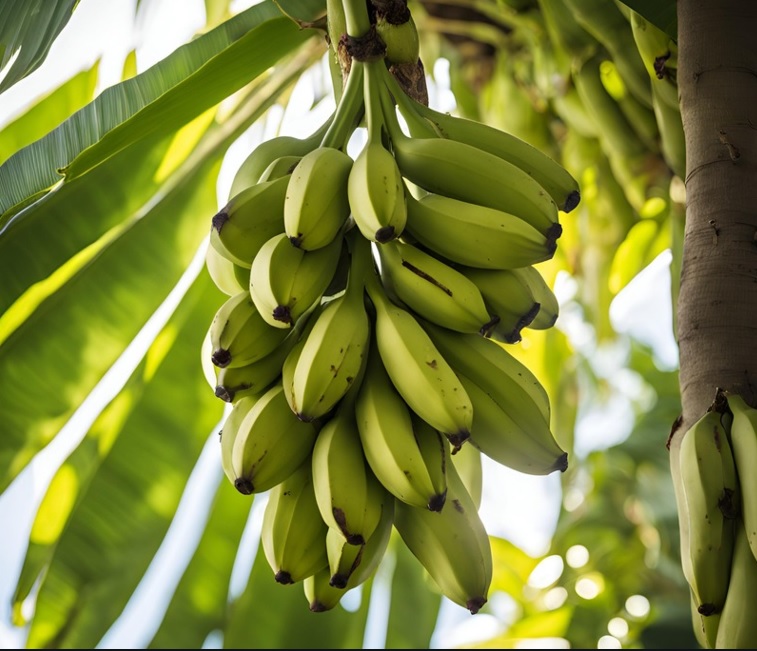 Green Bananas