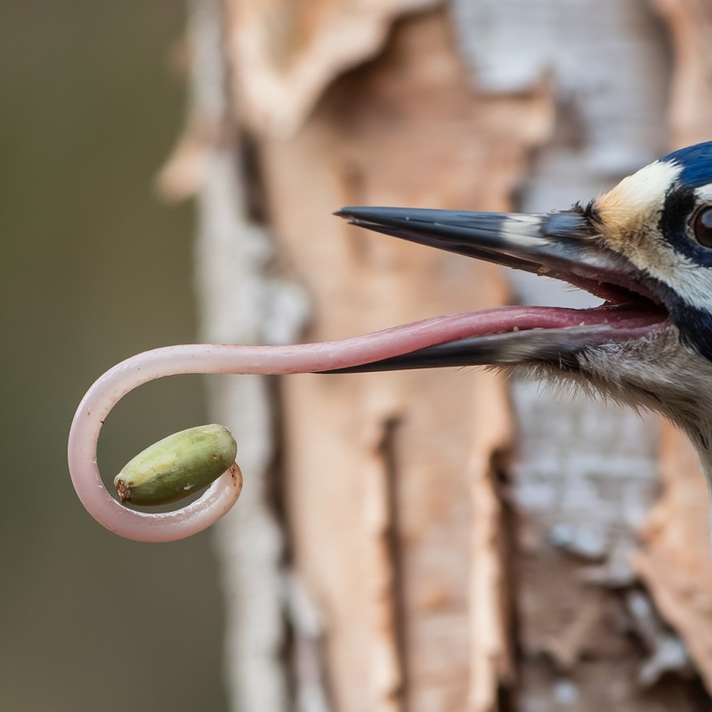 How Long is a Woodpecker's Tongue