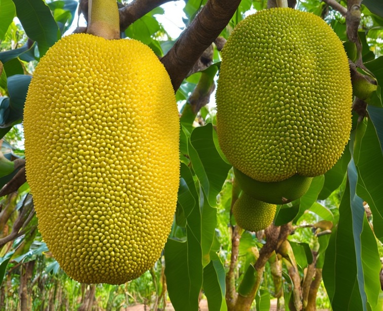 Jackfruit