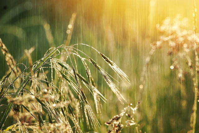 Rainfall Patterns