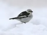 Snow_Bunting