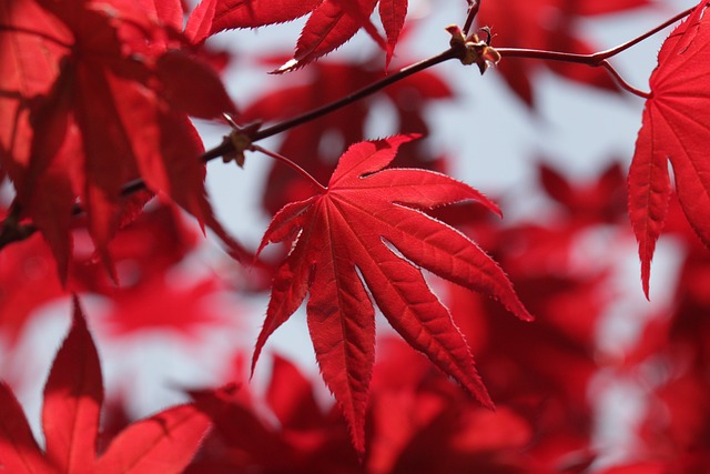 Tribute Plant: A Living Memory You Can Nurture