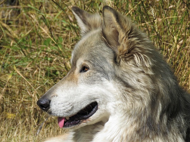 Wolfdog Guide: History, Breeds, Myths, and Essential Tips for Ownership