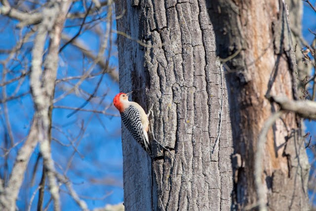 Woodpecker