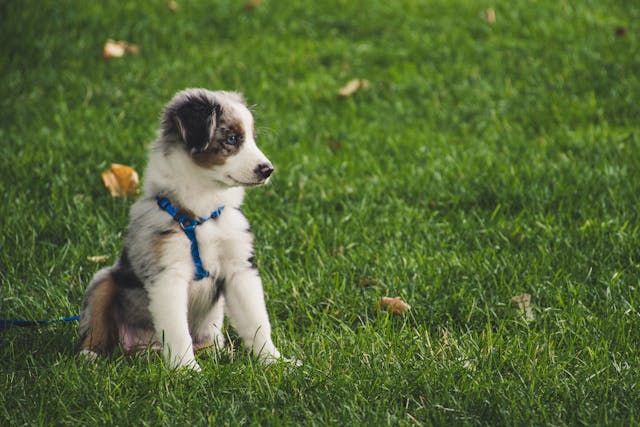 Dog Harnesses