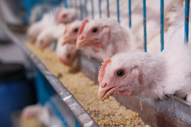 chickens eating from metal feeding trough