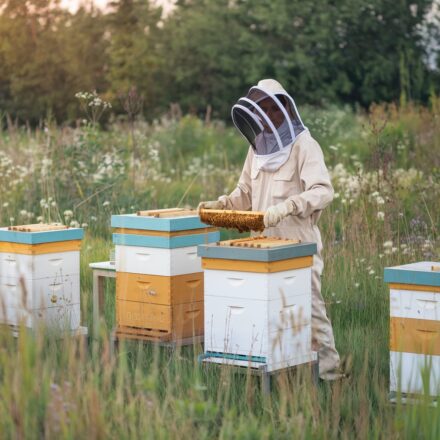 How to Properly Site an Apiary