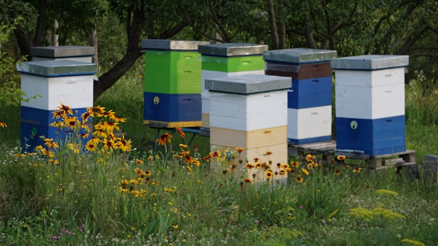 beehives organized on an apiary