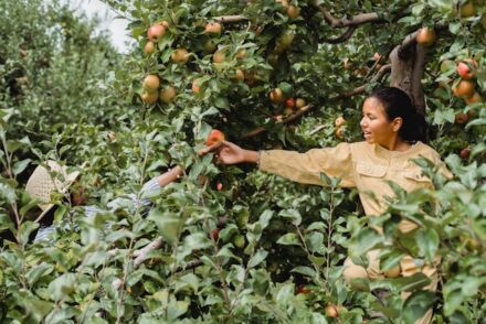 Sustainable Backyard Farming 101: Tips and Best Practices