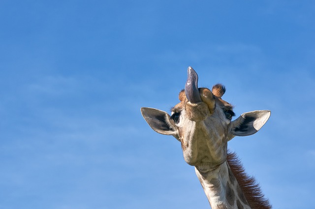 Giraffe Tongue