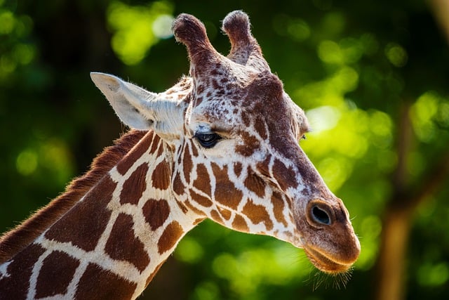 Giraffe’s Tongue colour