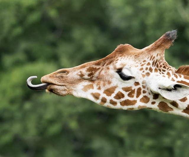 How Long Are Giraffe Tongues